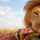 Illustration for article titled This plucky Beetlecam photography droid gets in hungry lions faces
